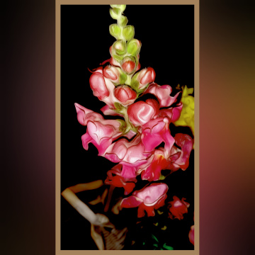 Gilly flower,  گلءشب بو