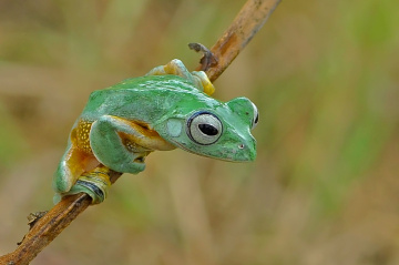 kodok ijo