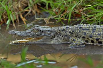 buaya