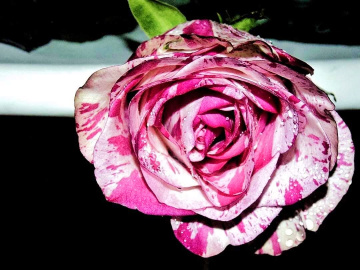 COLORFUL ROSE
