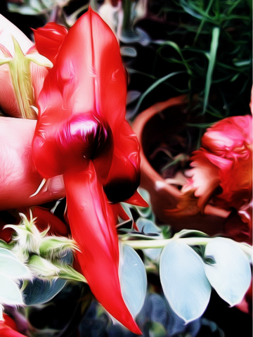 Red flower