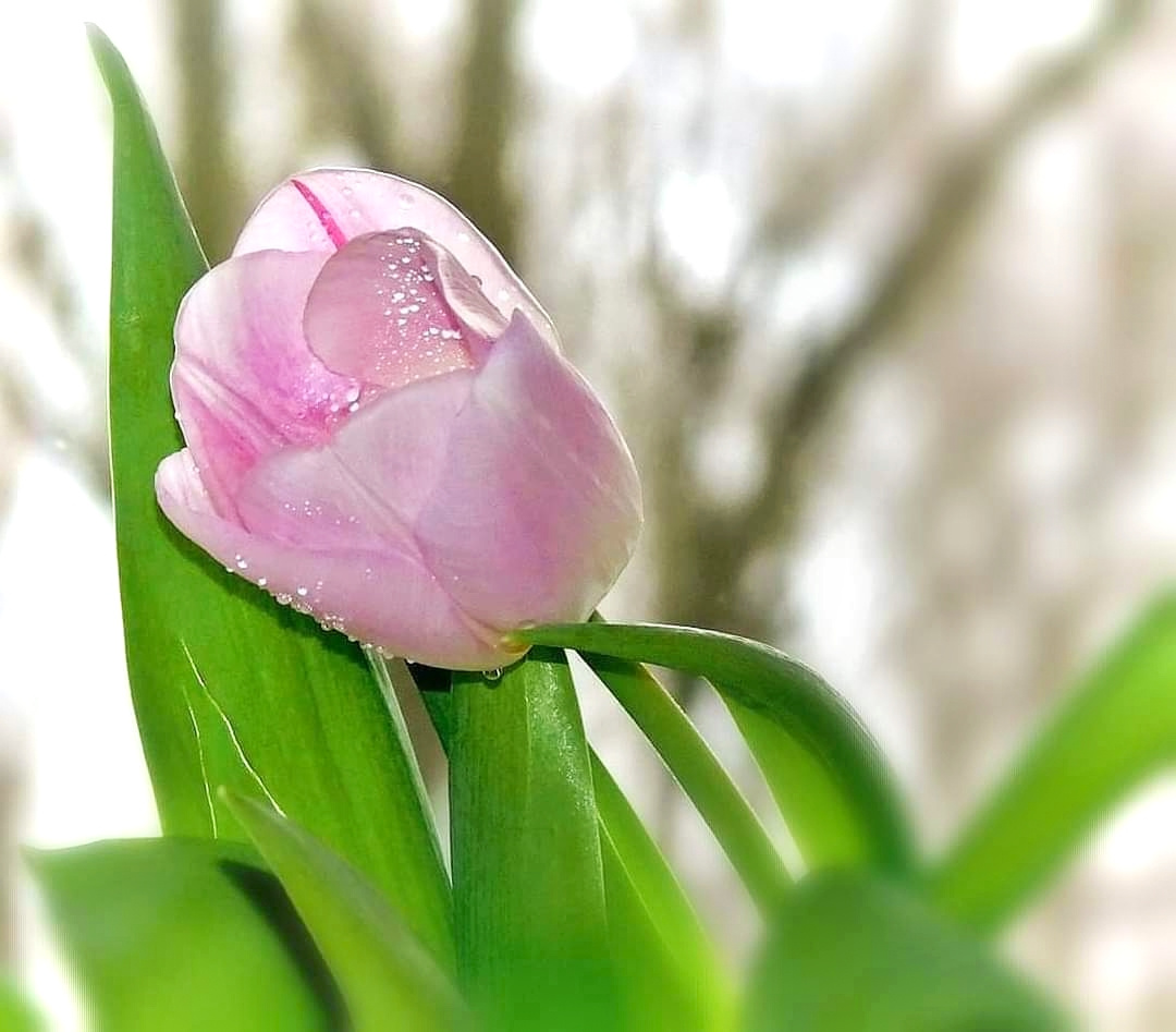 SPRING TULIP