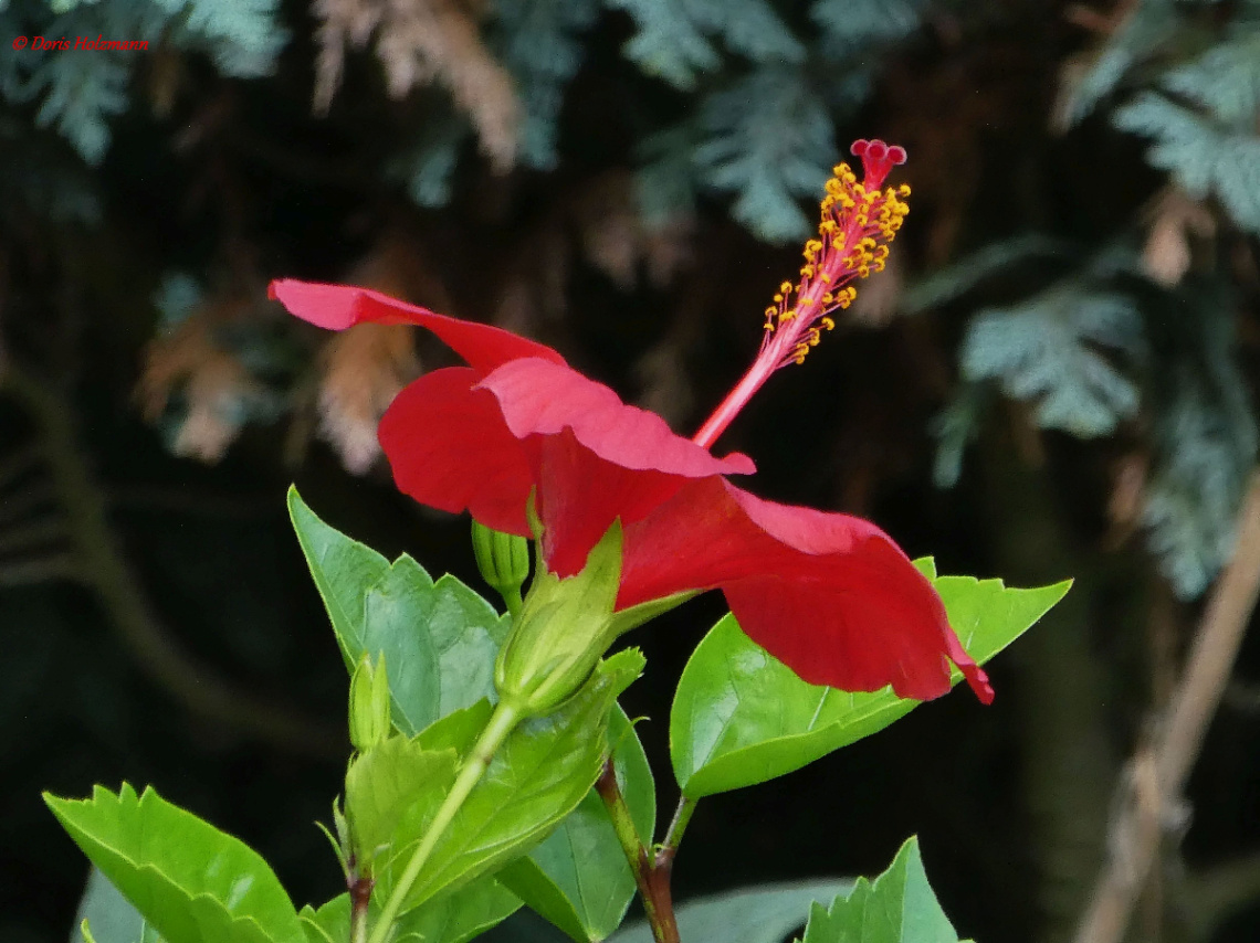 Hibiscus flower 