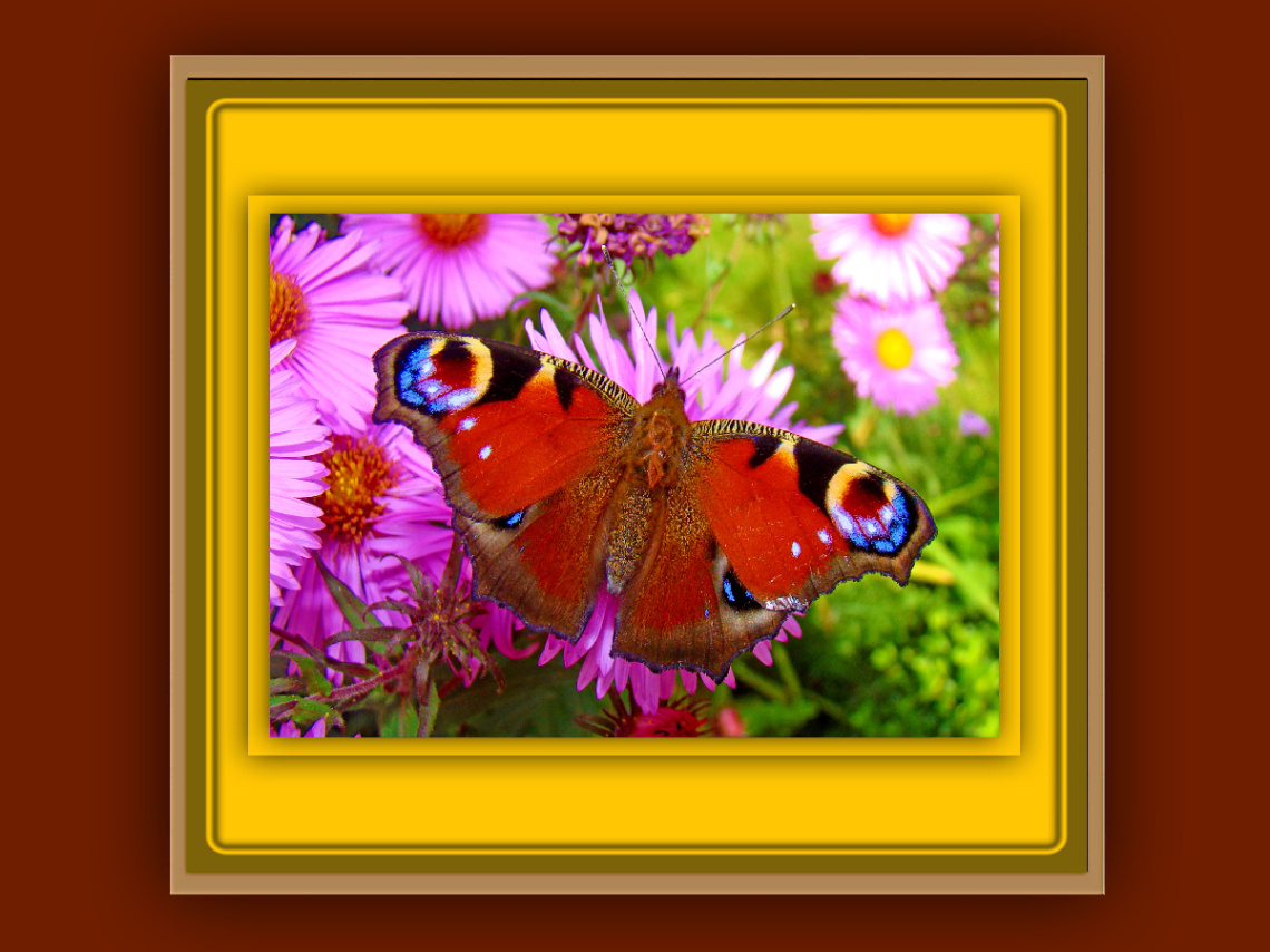 BLÜTEN MIT BESUCH