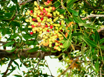 شنئے ،Wild Pistachio 