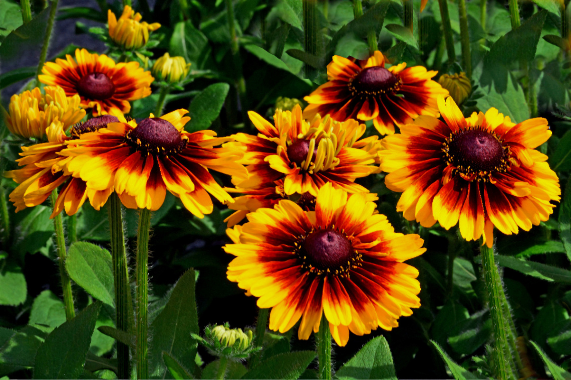 BLÜTEN