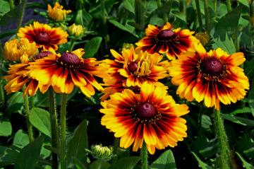 BLÜTEN