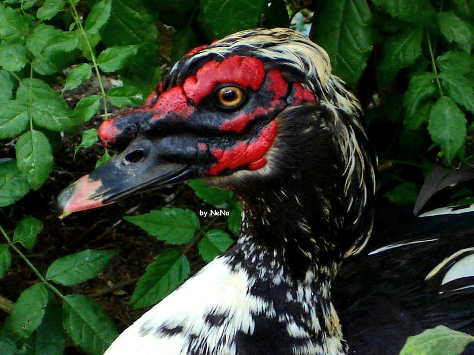 Pato selvagem 