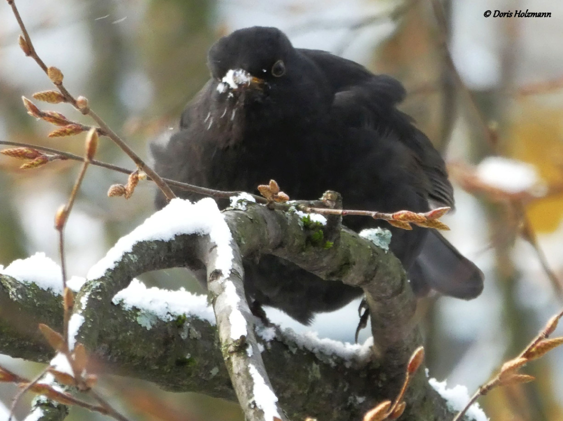 Blackbird