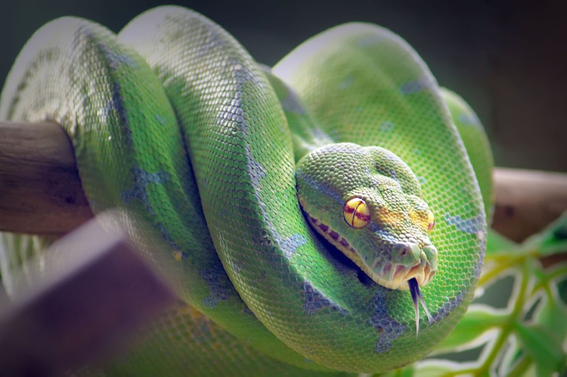 reptilia