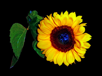 BLÜTE