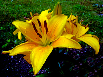 BLÜTEN