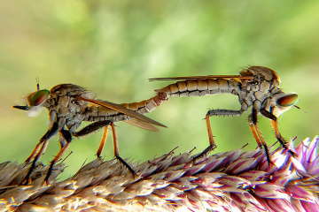 robberfly  kawin