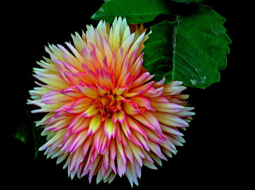BLÜTE