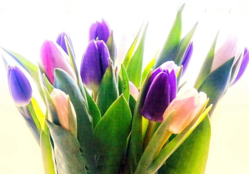 SPRING TULIPS