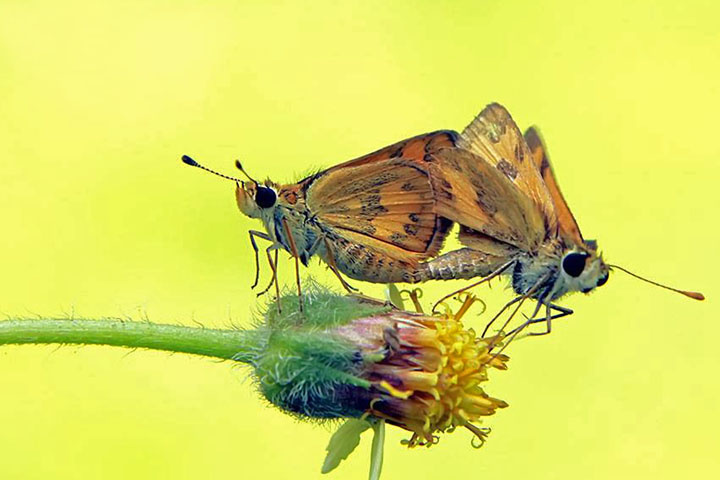 kupu kecil