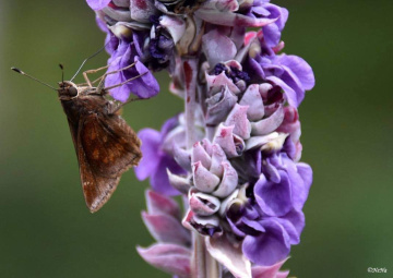 Mariposa