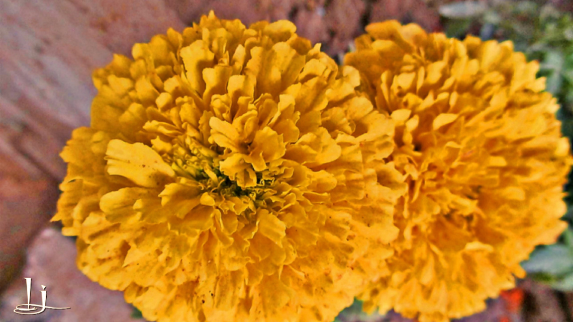 Marigold 