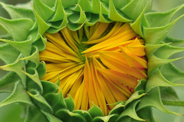 SUN FLOWER