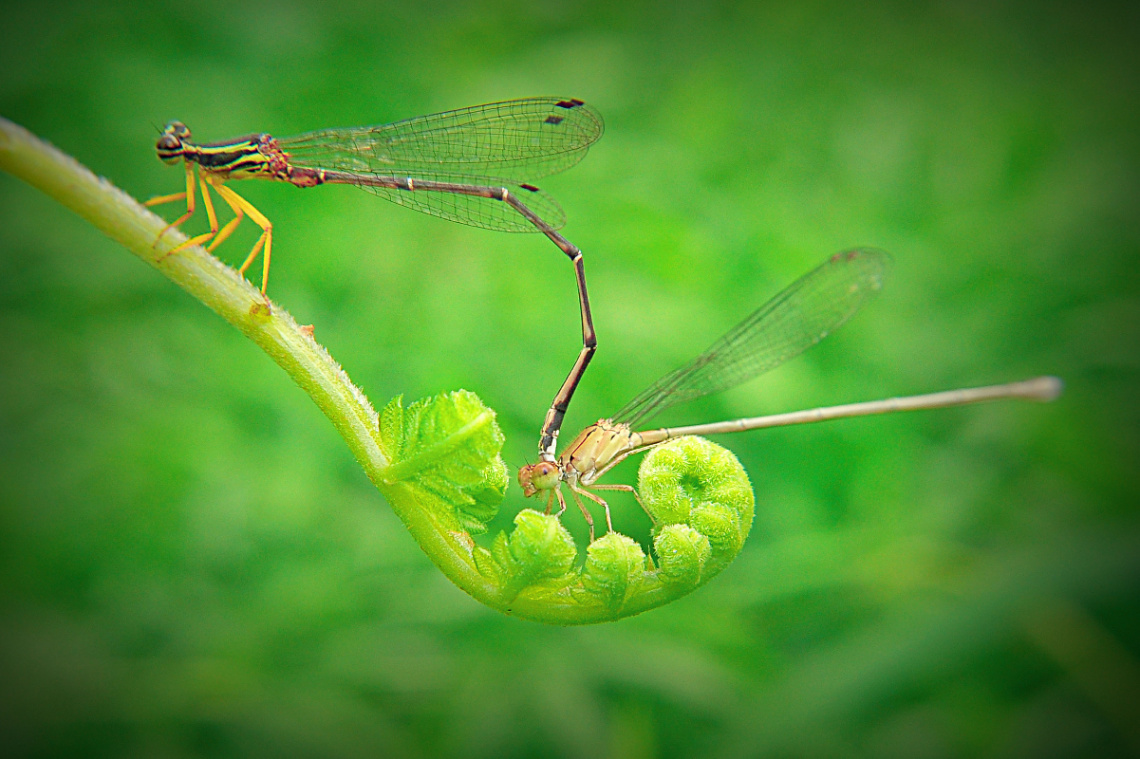 damselfly