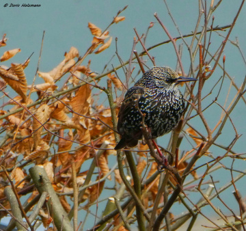 Starling