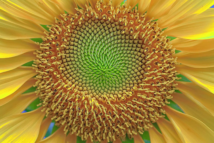 SUN FLOWER