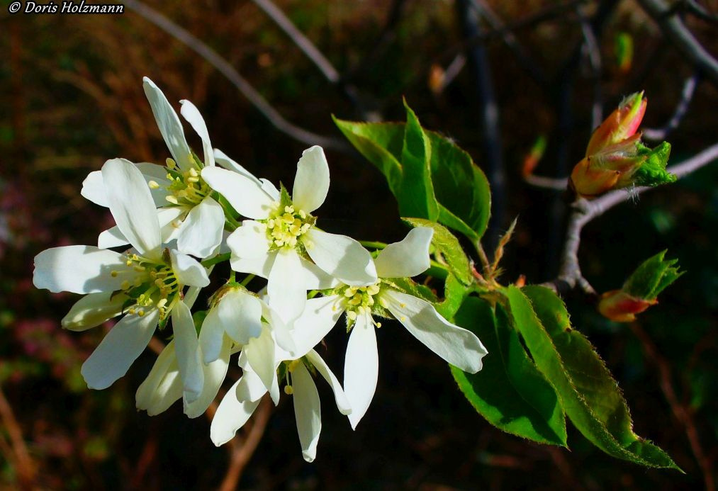 blossoms