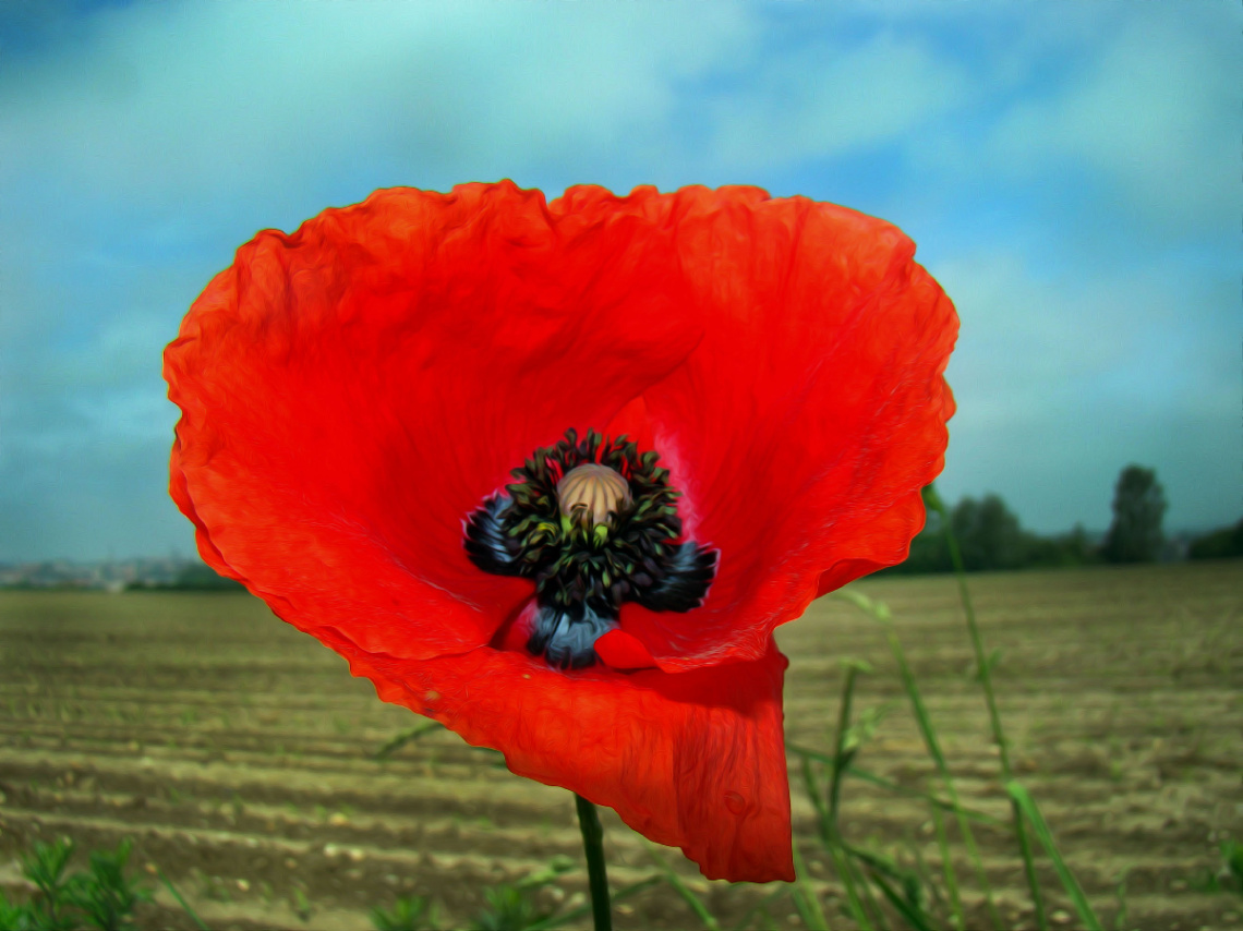 BLÜTE