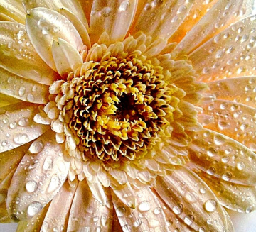 GERBERA IN WATERDROPS 