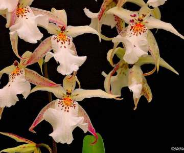 Orquídeas 