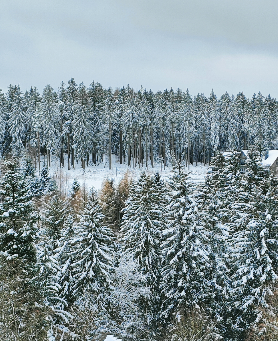 WINTER FOREST