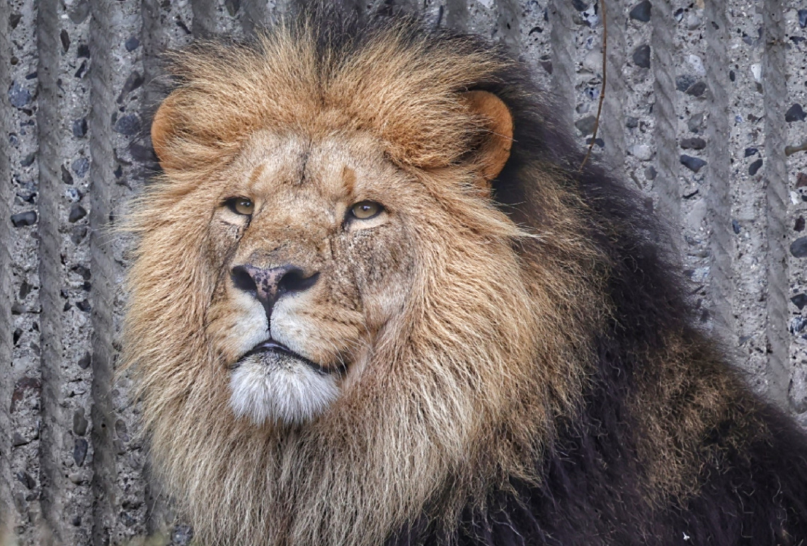 Zoo - København - 2022.