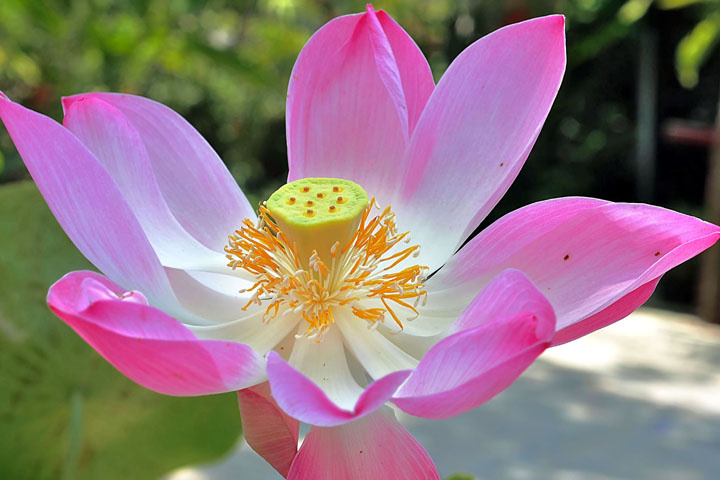 lotus
