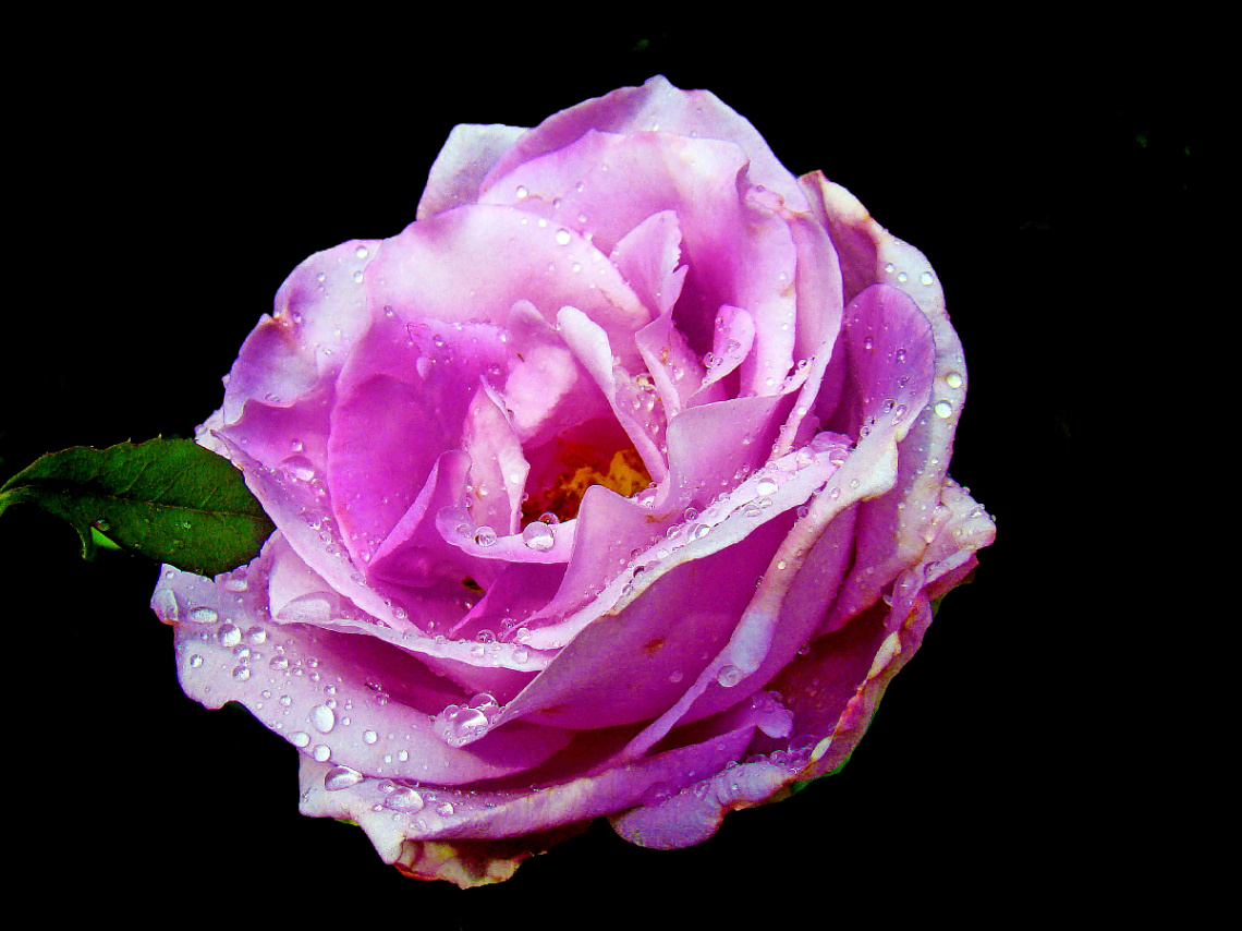 BLÜTE
