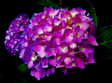 BLÜTEN