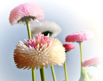 DAISIES