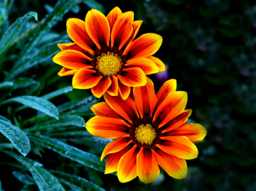 BLÜTEN