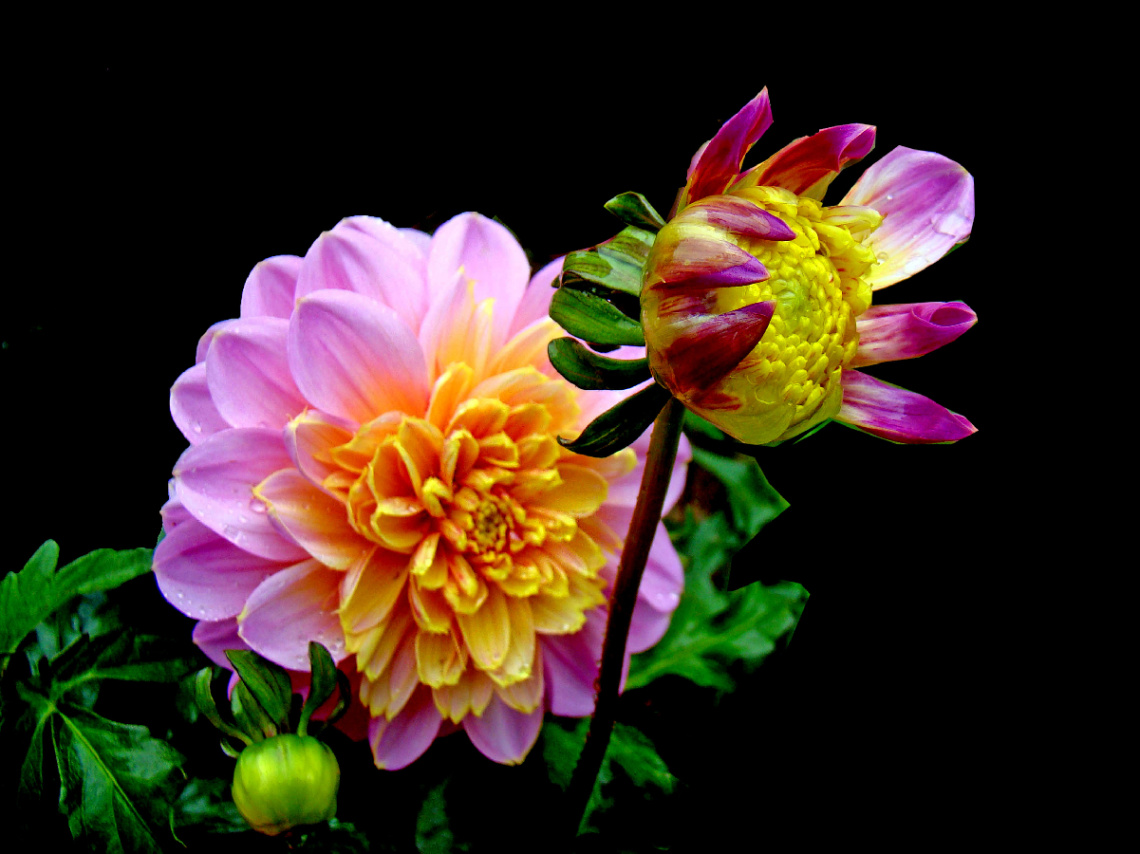 BLÜTEN