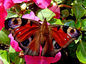 BLÜTEN MIT BESUCH