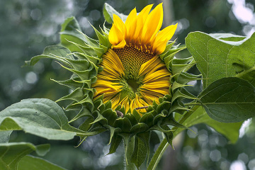 SUN FLOWER