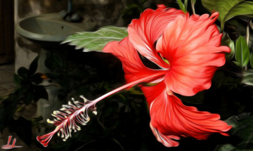 Flaming beauty 