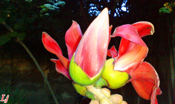 RED SILK COTTON TREE Bloom (BOMBAX CEIBA)