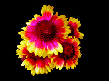 BLÜTEN