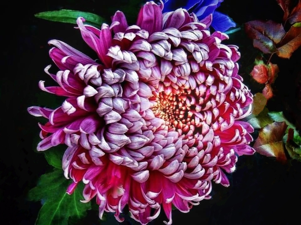 CHRYSANTHEMUM 