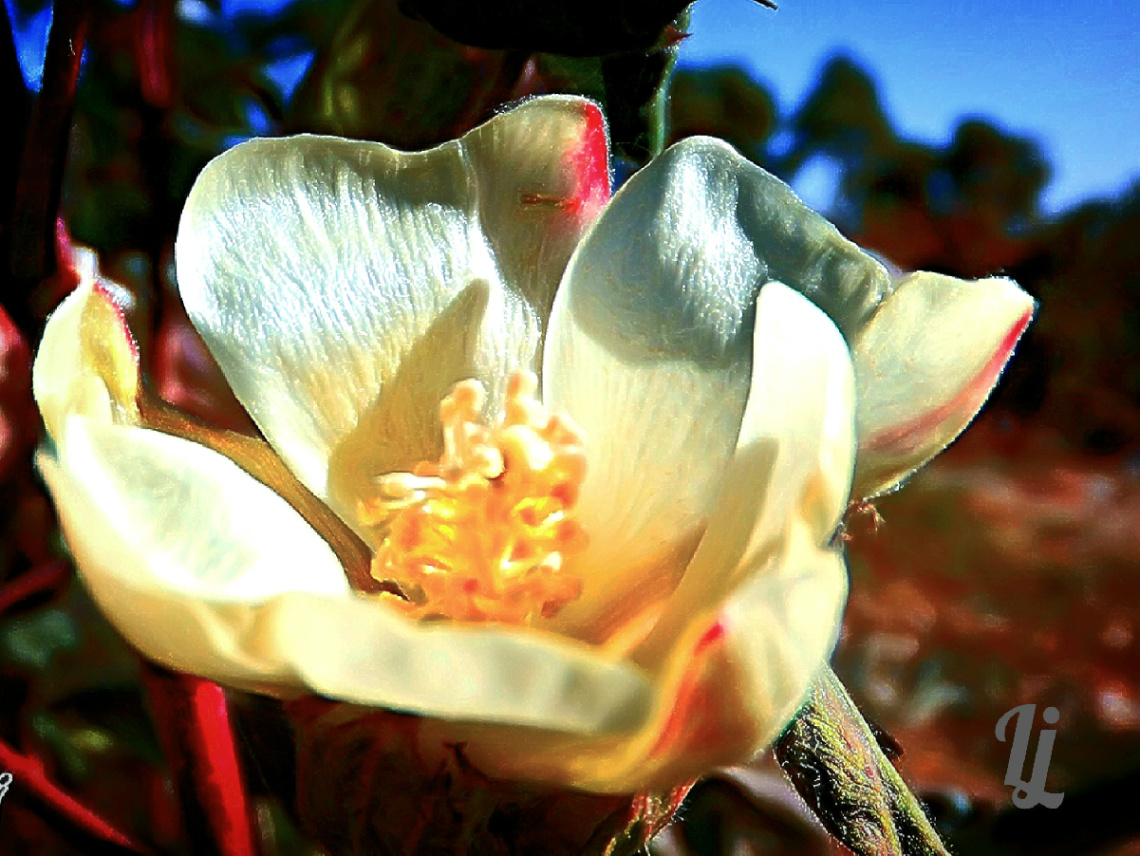 Cotton Flower 