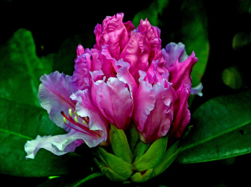 BLÜTEN