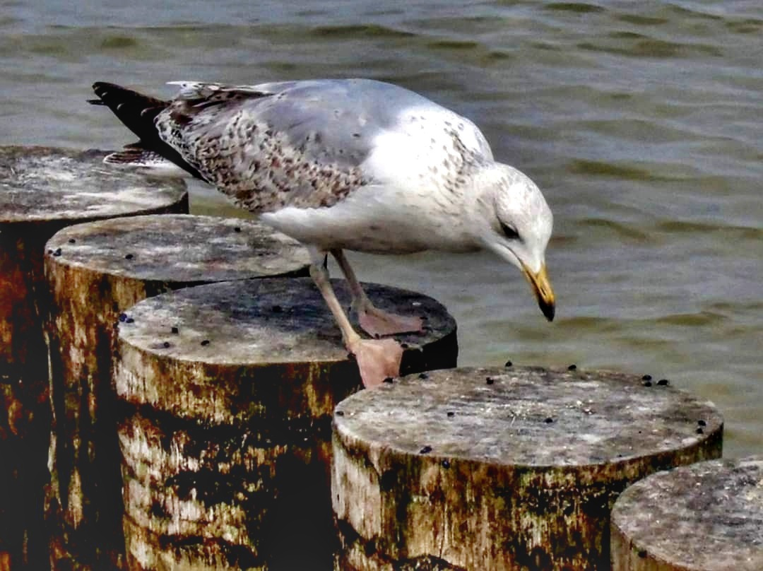 SEAGULL 