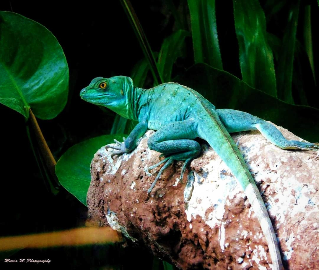 IGUANA