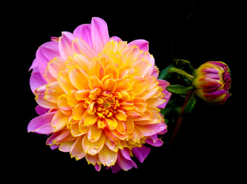 BLÜTEN