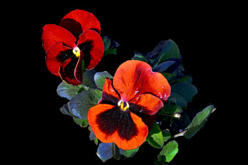 BLÜTEN